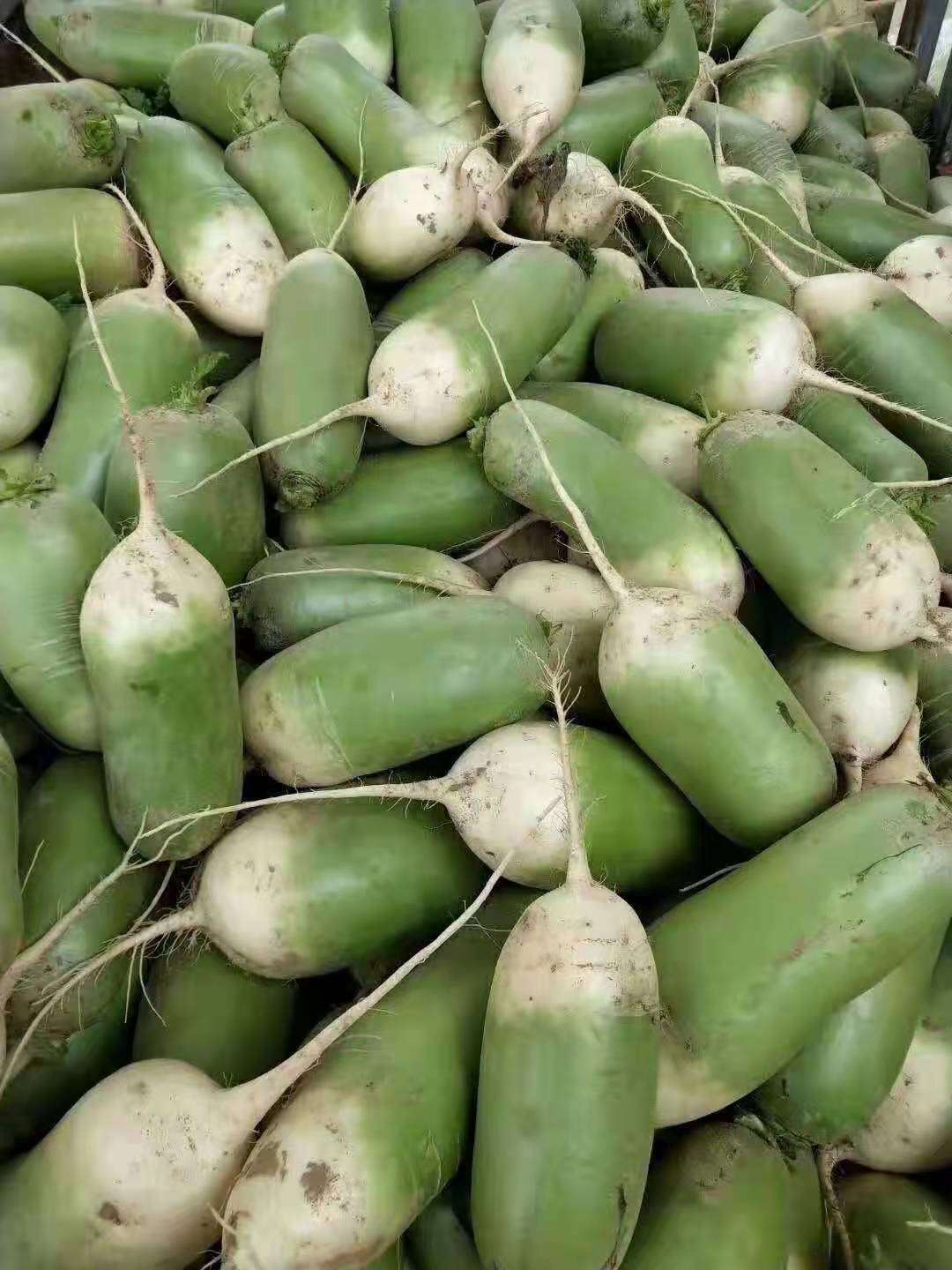 萝卜施硼肥的方法,萝卜糠心的解决方法