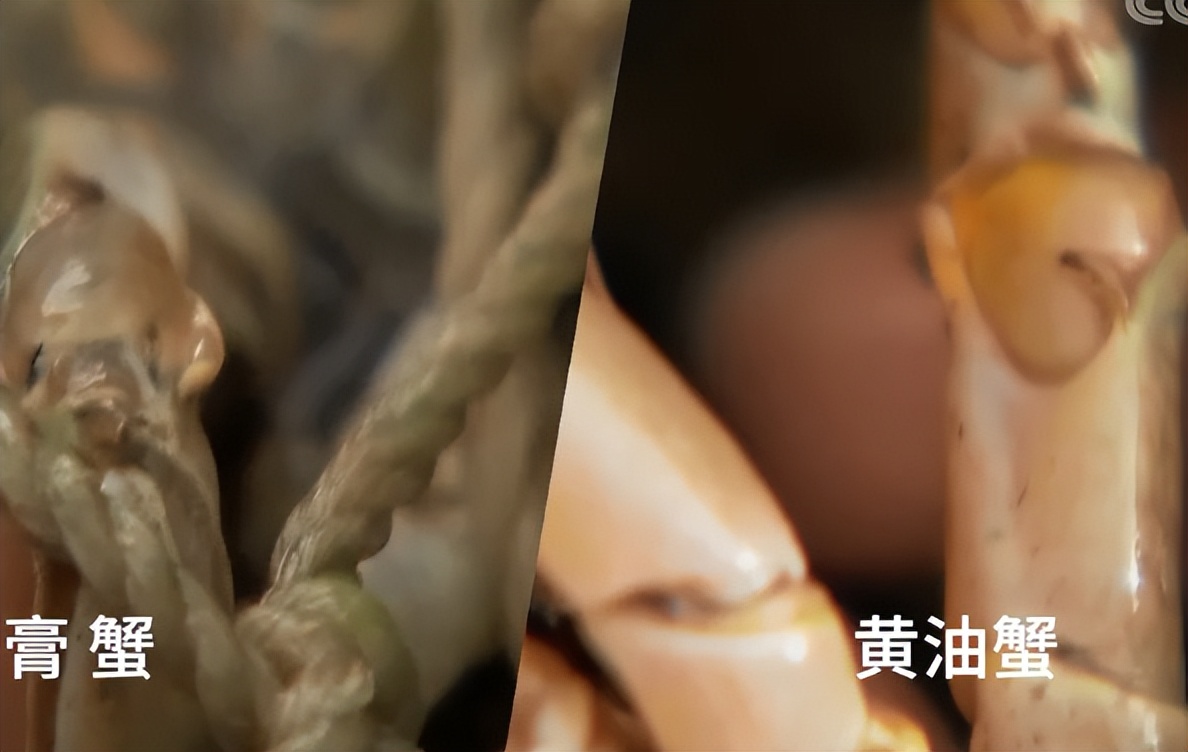 广东小伙子养黄油蟹,中国养殖黄油蟹