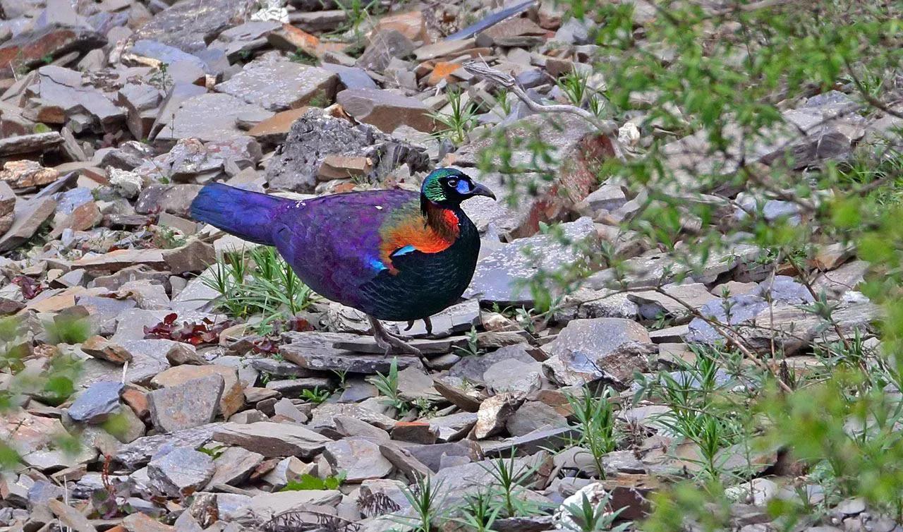 绿尾虹雉摄影,绿尾虹雉鹰鸡