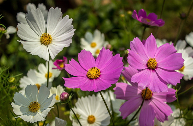常见花卉生虫都有哪些种类,斗南花卉市场常见花卉品种
