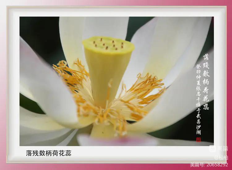 诗图战友情（九十五）荷花别样红