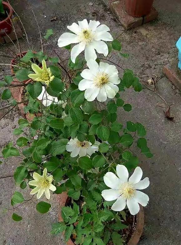 铁线莲根怎样辨别真假,铁线莲真假怎么辨别