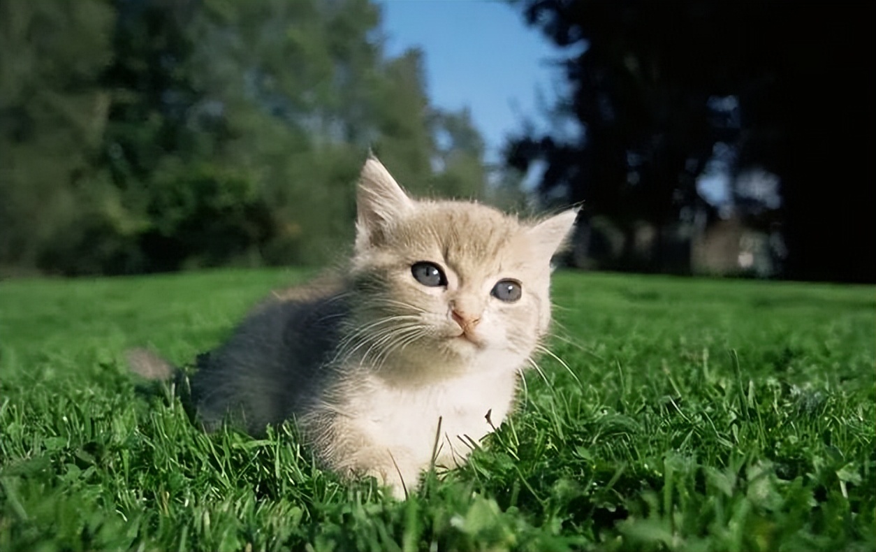 养了一只猫会孤单吗,家里养一只猫会孤单吗