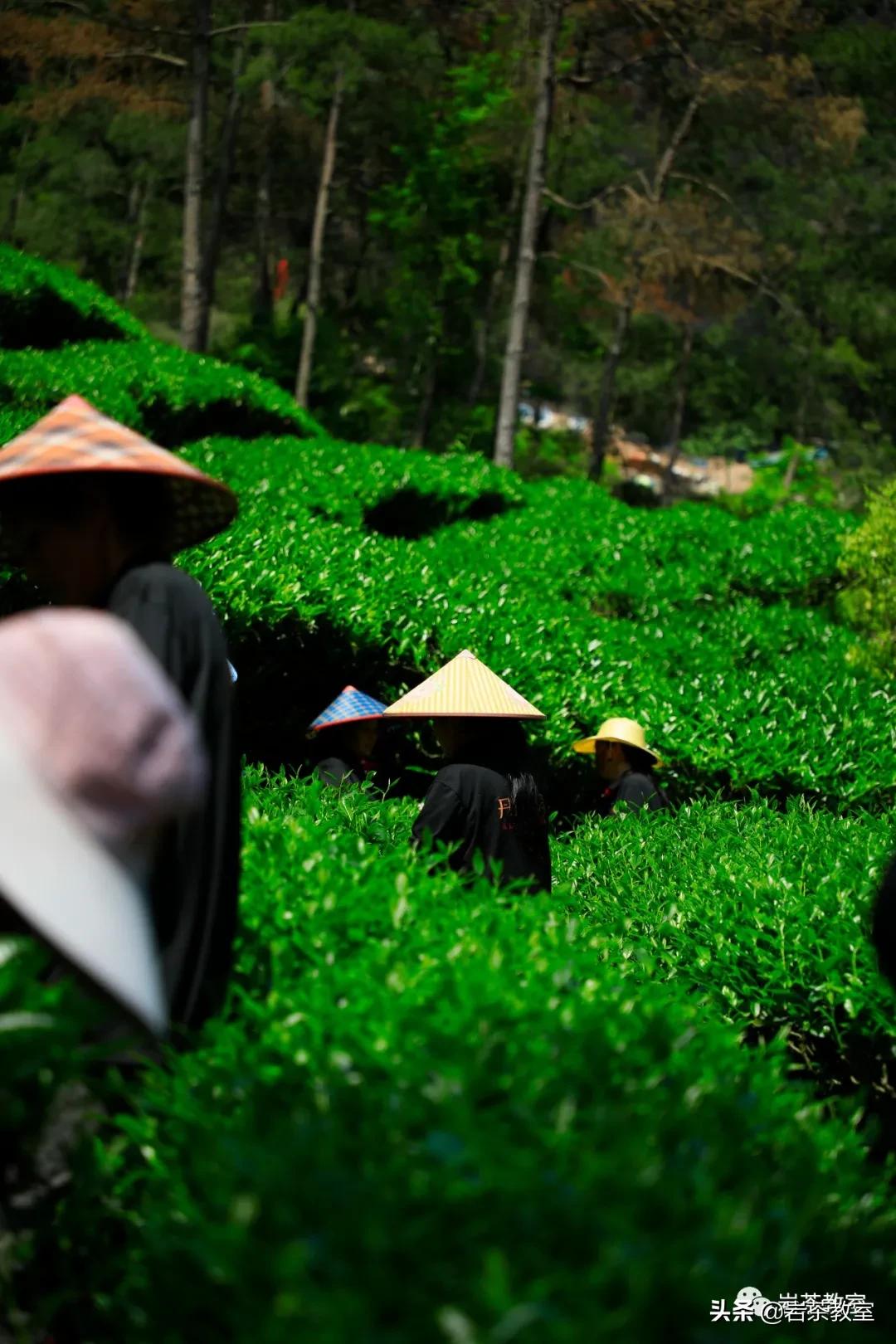 山场主人徐发文|做好丹苑仅有的六斤水金龟很麻烦,也很好玩