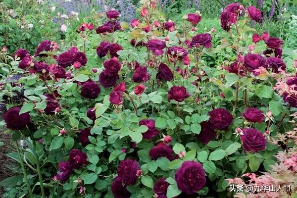 大花浓香勤花的月季品种,大花月季品种介绍大全图片及价格