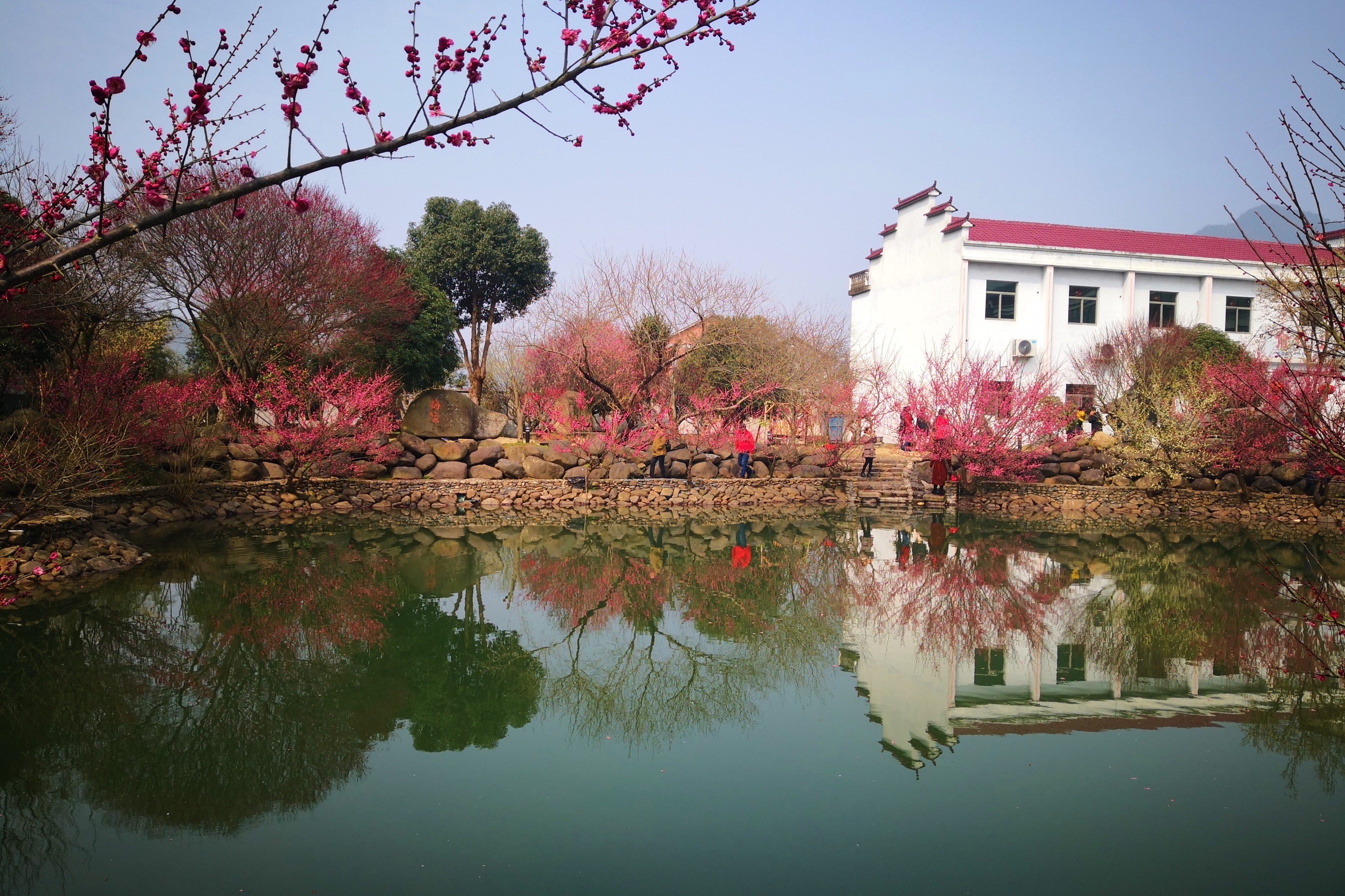 绍兴赏梅全攻略,浙江赏梅最好的地方