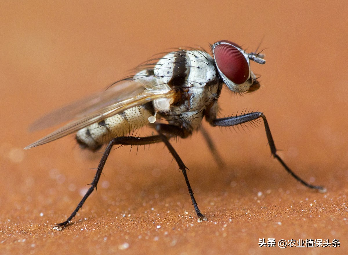 昆虫的习性与行为与害虫防治,害虫防治与昆虫分类