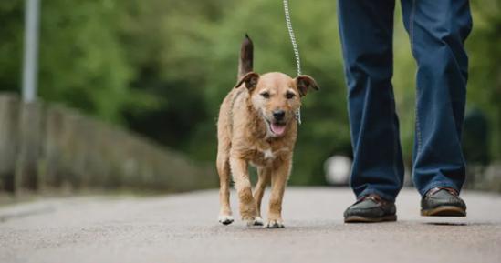 狗狗缺钙腿变形多久能补回来,狗狗缺钙怎么补最快最有效的方法
