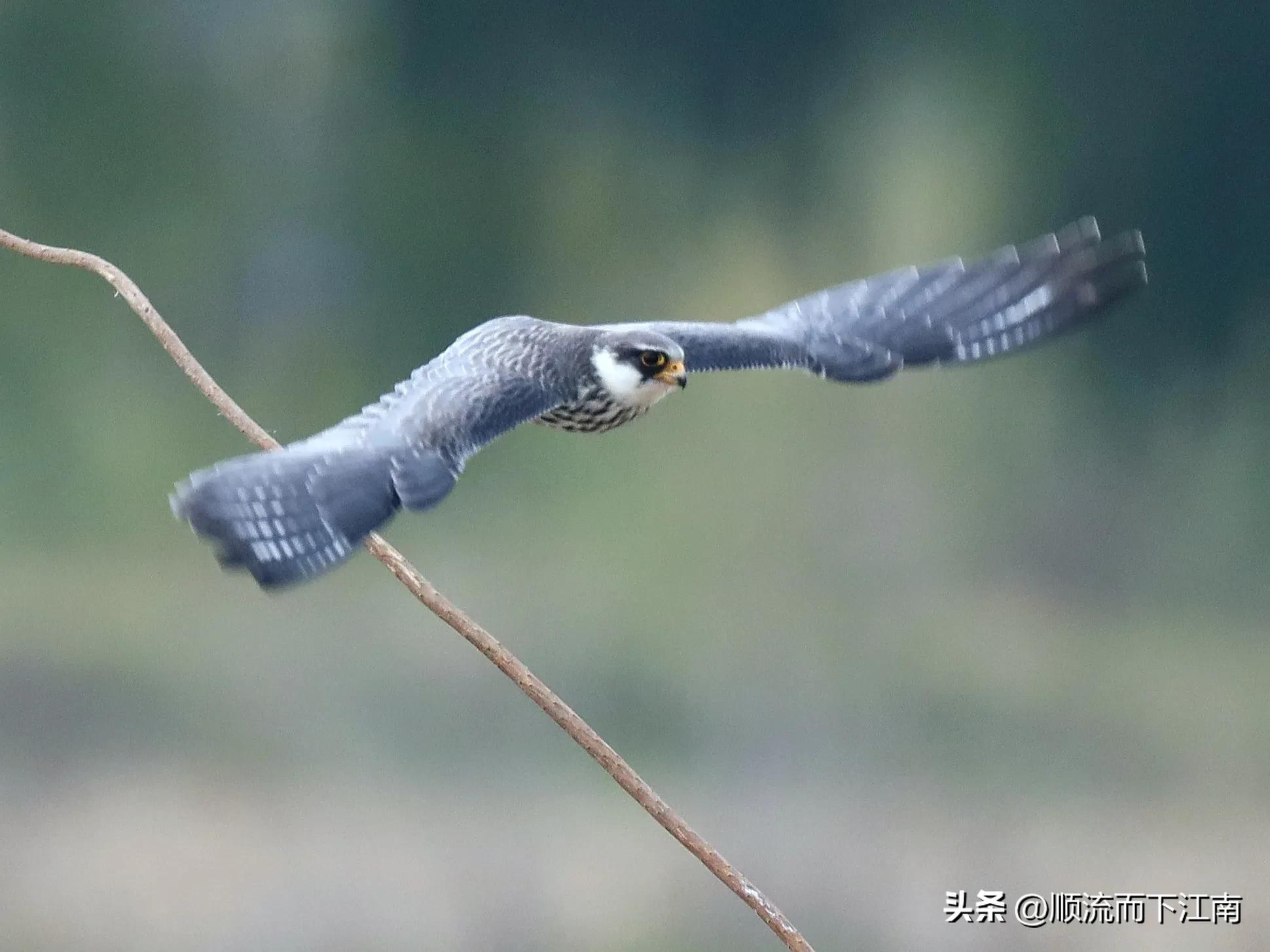 红脚隼叫声,红脚隼