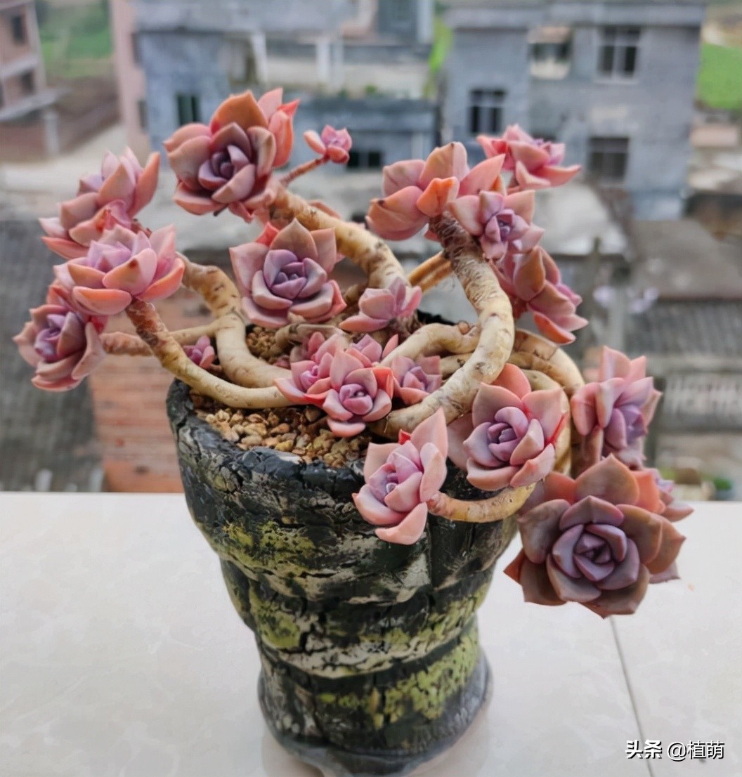 彩虹糖为什么那么甜,为啥彩虹糖会有颜色