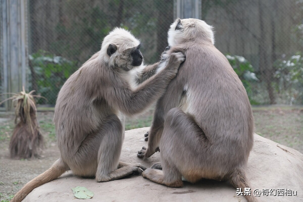 你想过没，为何人类在众多的哺乳动物中，毛发显得那么的少？