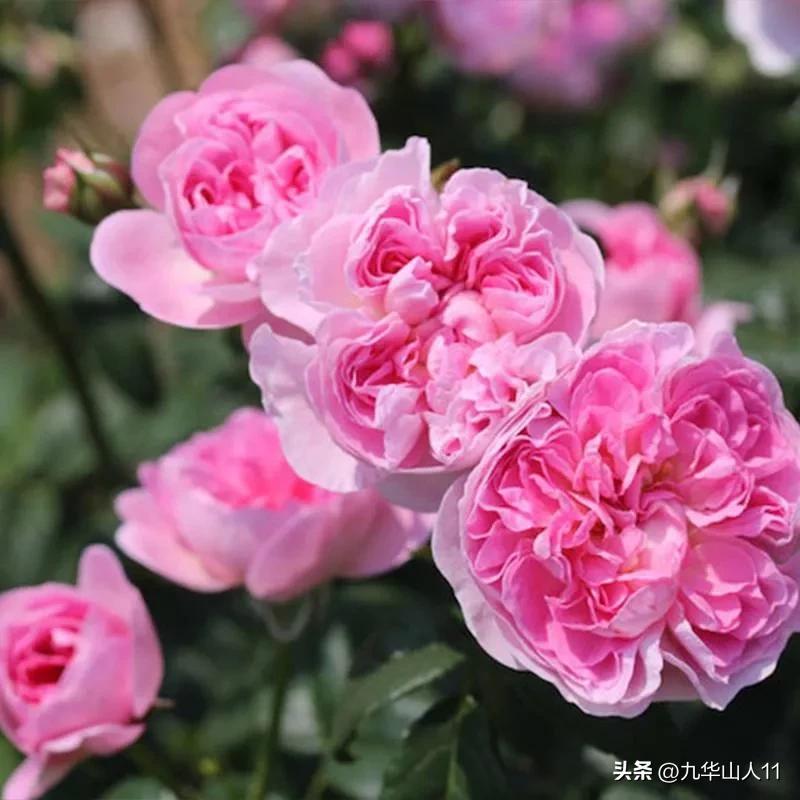 大花胖美人月季有几个品种,适合阳台养的大花月季品种