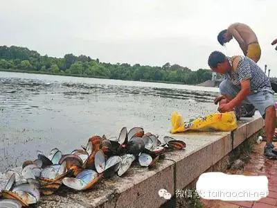 河蚌鲜活广东,如东好吃的河蚌