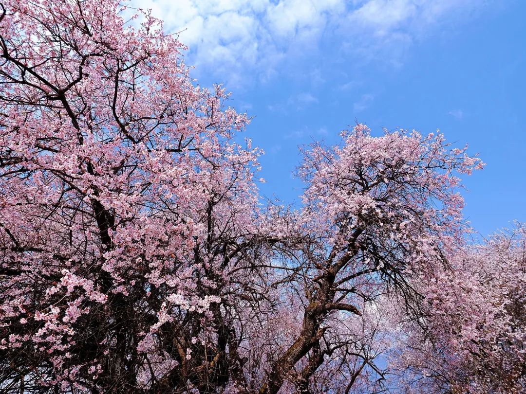 龙泉山看桃花徒步最佳路线,徒步穿越十里桃花漫山遍野