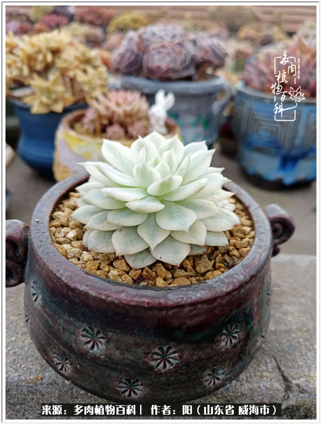 浜洪棿鐑熺伀鑷湁涓囧崈棰滆壊,浜洪棿鐑熺伀鐨嗘槸骞冲嚒棰滆壊