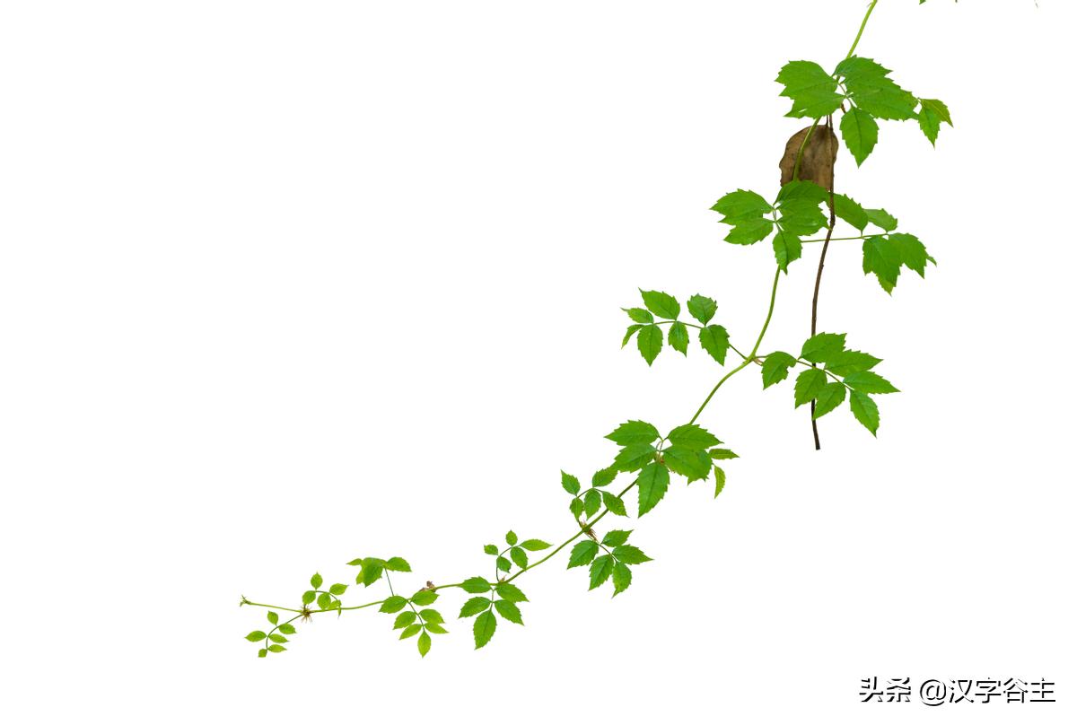 国家植物园游览掠影,走进国家植物园南北月季花海