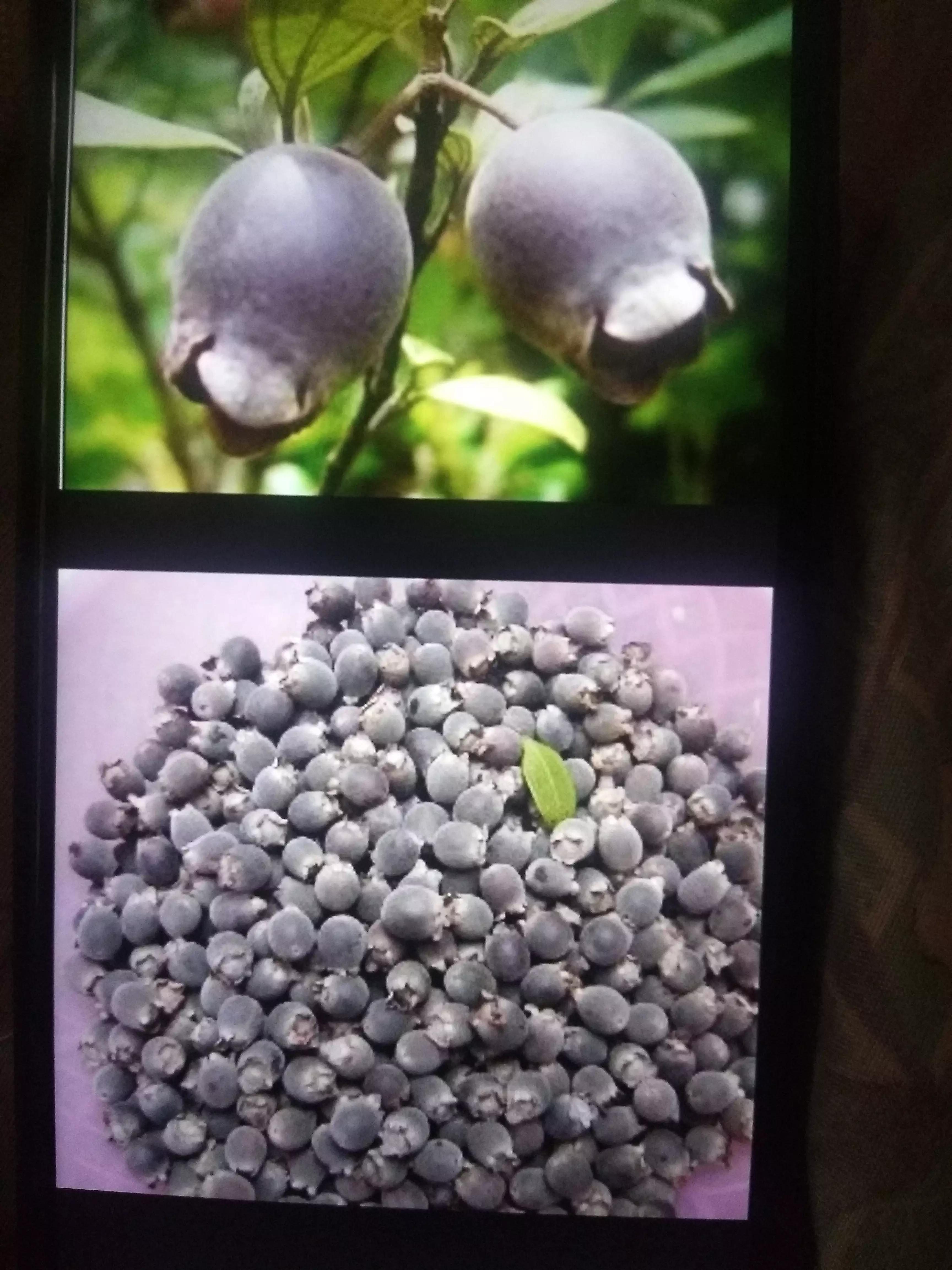 广西人的童年野果,广西人的童年有多快乐