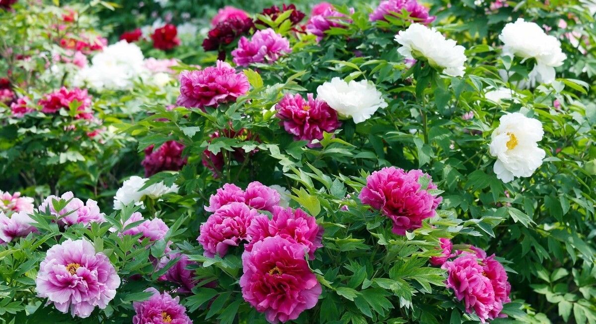 十二首牡丹诗词共赏国色天香,12首最经典的牡丹花诗词