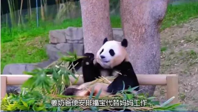 福宝是自然受孕的熊猫宝宝吗,爱宝和福宝自然受孕