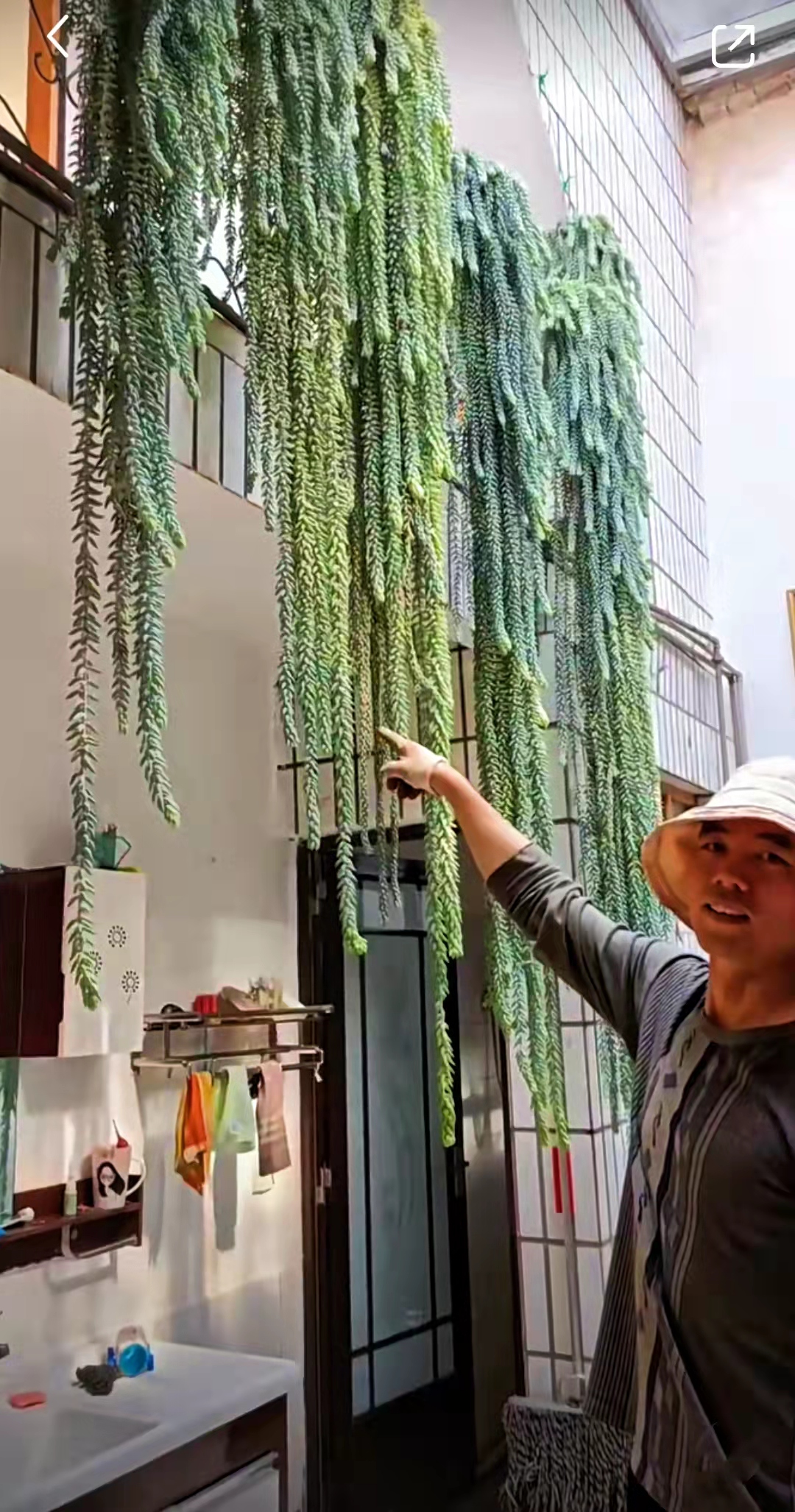 养了三年的玉缀多肉,居家养多肉玉缀