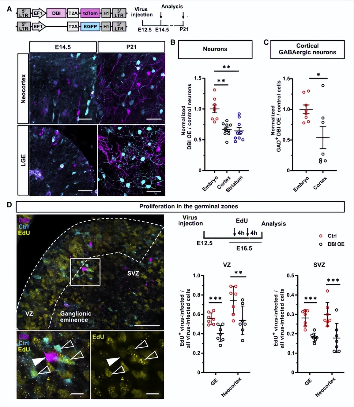 Neuron:GABA信号调控神经发生