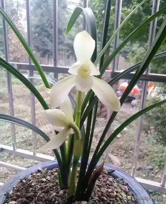 雪兰最好的兰花品种,最值得养的素心兰花