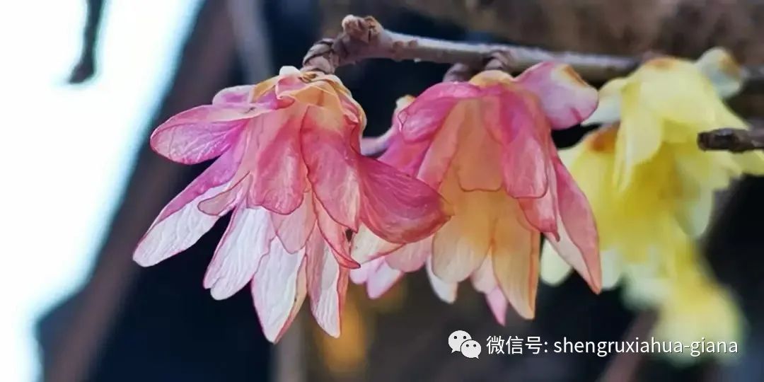 腊梅是在腊月开的,梅花是蜡梅还是腊梅