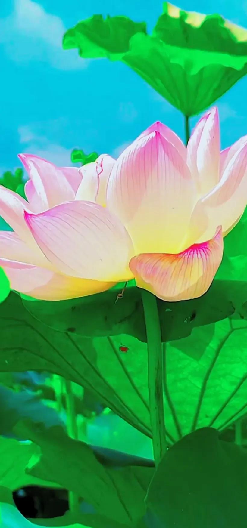 夏日美丽的荷花图片,荷花图片配上字映日荷花别样红