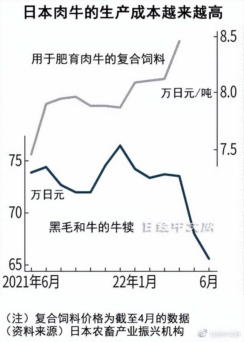 日本和牛便宜的原因,国内养殖日本和牛市场前景好吗