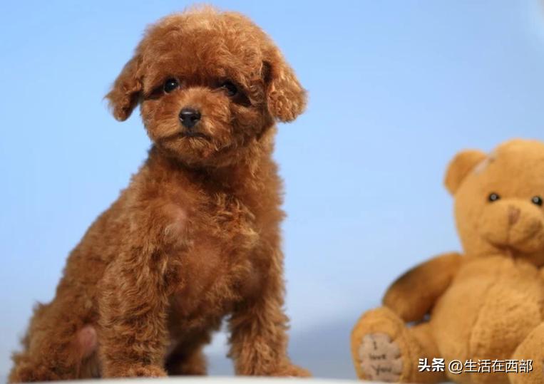 新到家狗狗怎么训练大小便,新宠狗狗到家怎么饲养