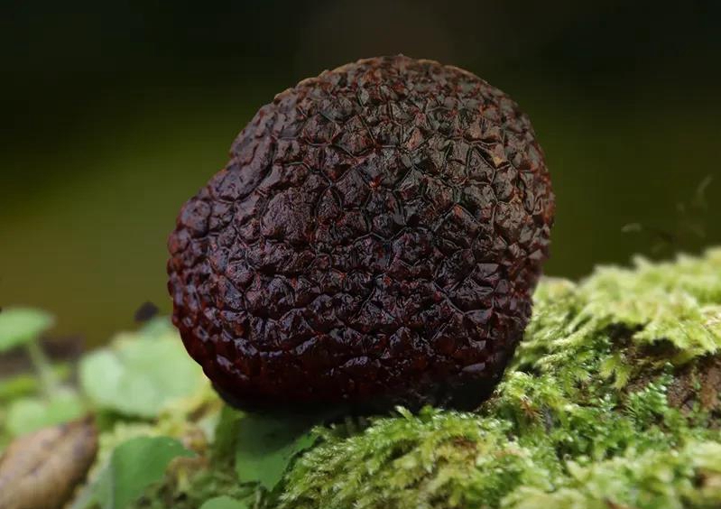 世界三大珍馐松露,世界顶级食物黑松露