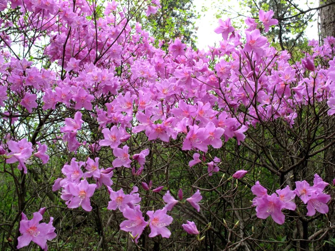 四明山华顶杜鹃,浙东华顶杜鹃群落