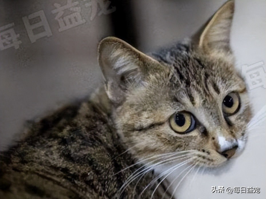 中华田园猫常见猫颜色和品种,中华田园猫最稀有的猫品种