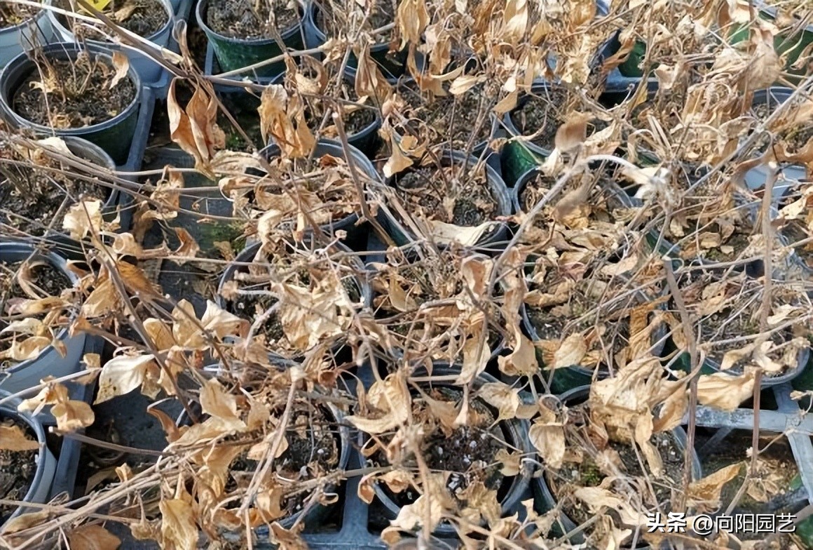 常见植物有毒不适合室内养殖,家里养不死的大型植物