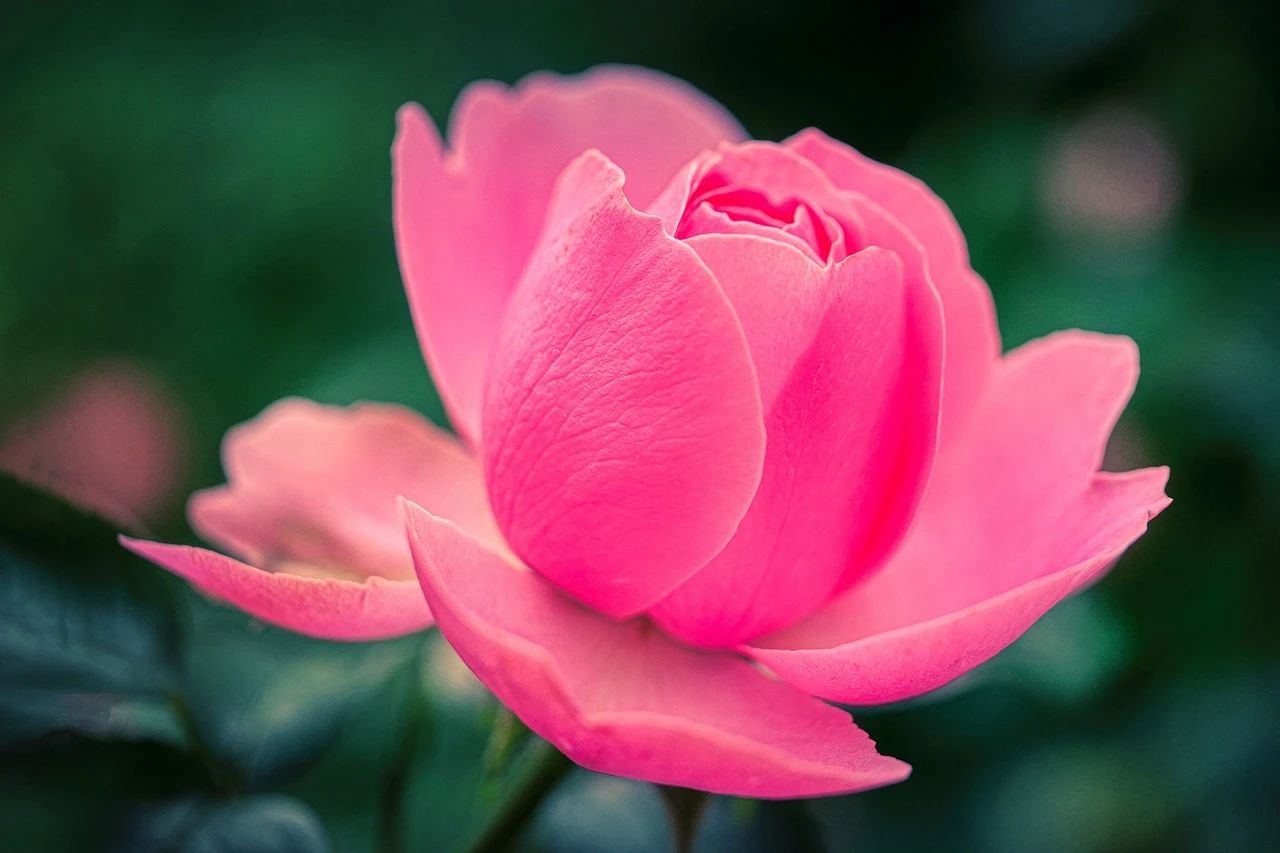 婚姻中女人情商高的表现,婚姻里女性的高情商