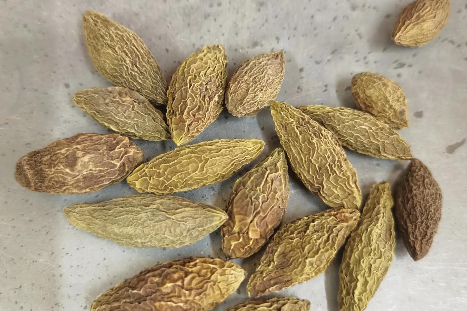 青果橄榄的功效与作用,橄榄青果功效与作用