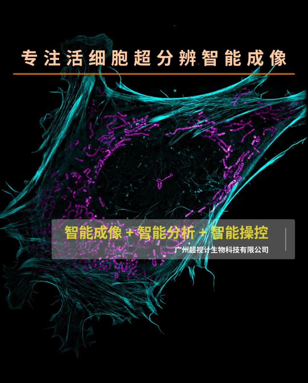 超高分辨率激光扫描共聚焦显微镜,超分辨纳米显微镜