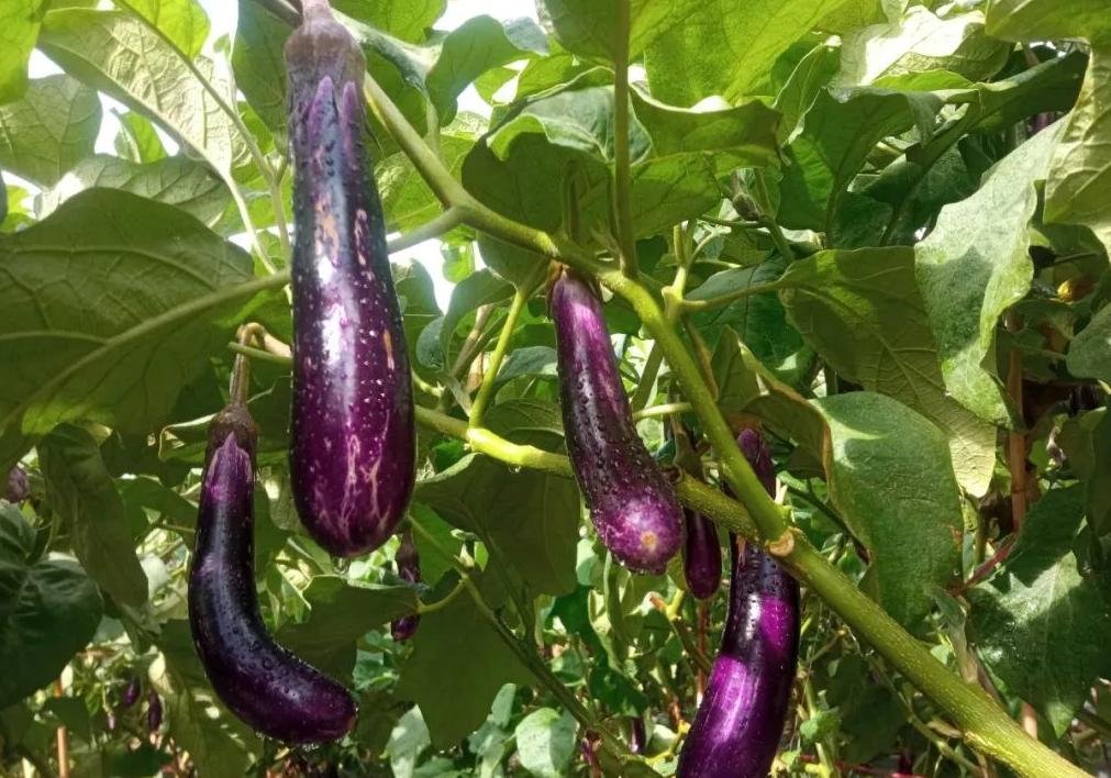 麻涌国庆游玩好去处,麻涌周末去哪玩