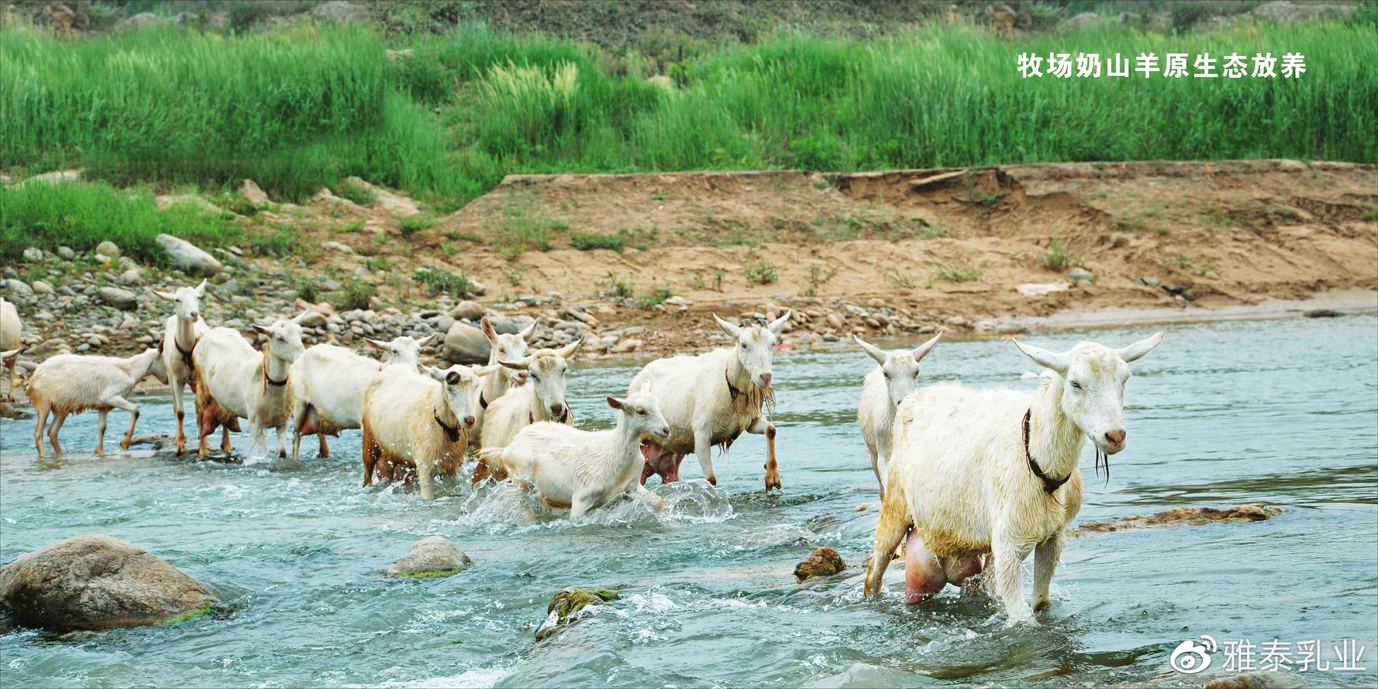羊奶粉怎样选择比较好,什么品牌的羊奶粉最纯正最好