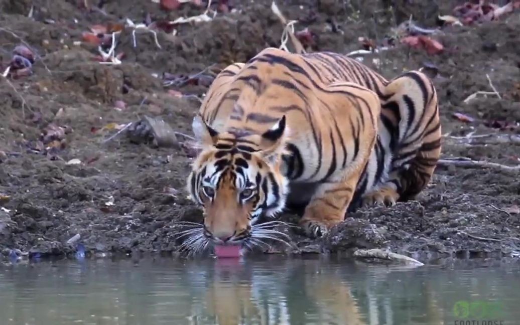 鸡生吞了水蛭会怎么样,鸡吃了水蛭不死吗