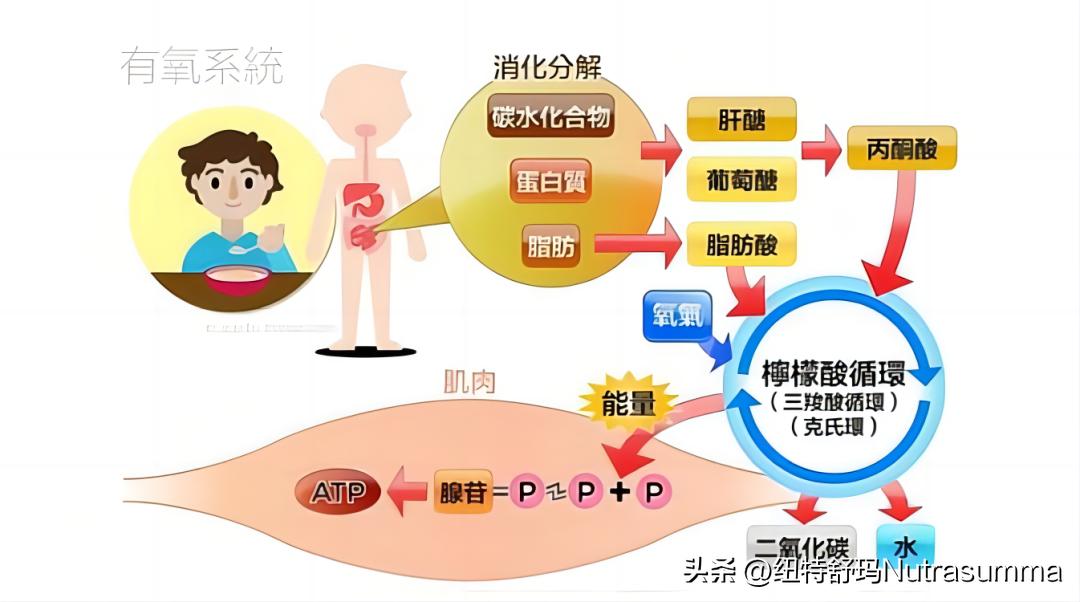 看世界杯补习地理知识,看世界杯训练