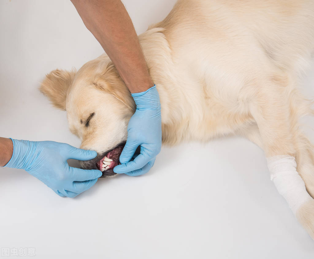 狗狗突然呕吐狗粮怎么办,狗狗频繁呕吐是什么原因怎么治疗