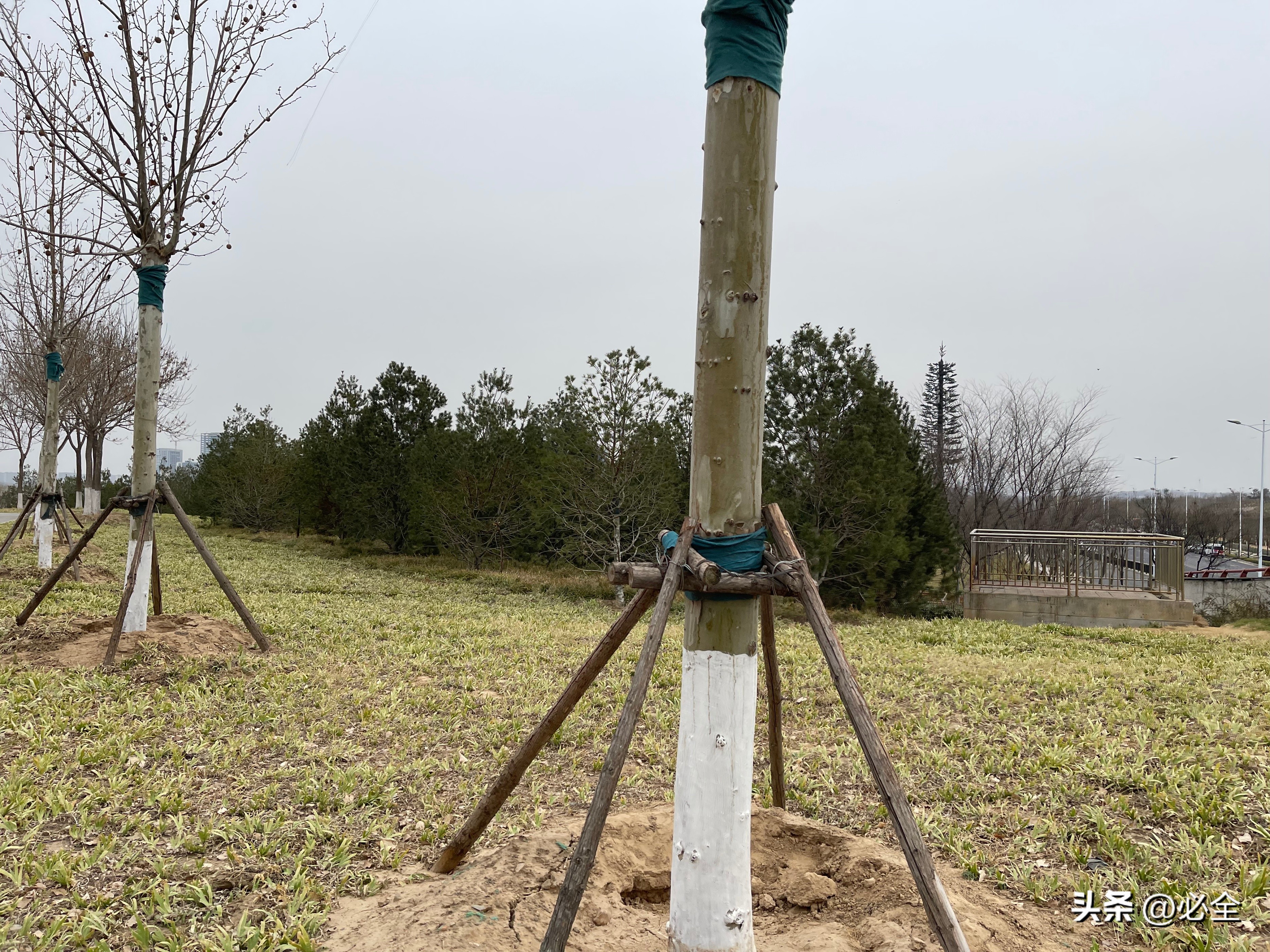 苗木不生根怎么办,春天苗木不发芽是怎么回事