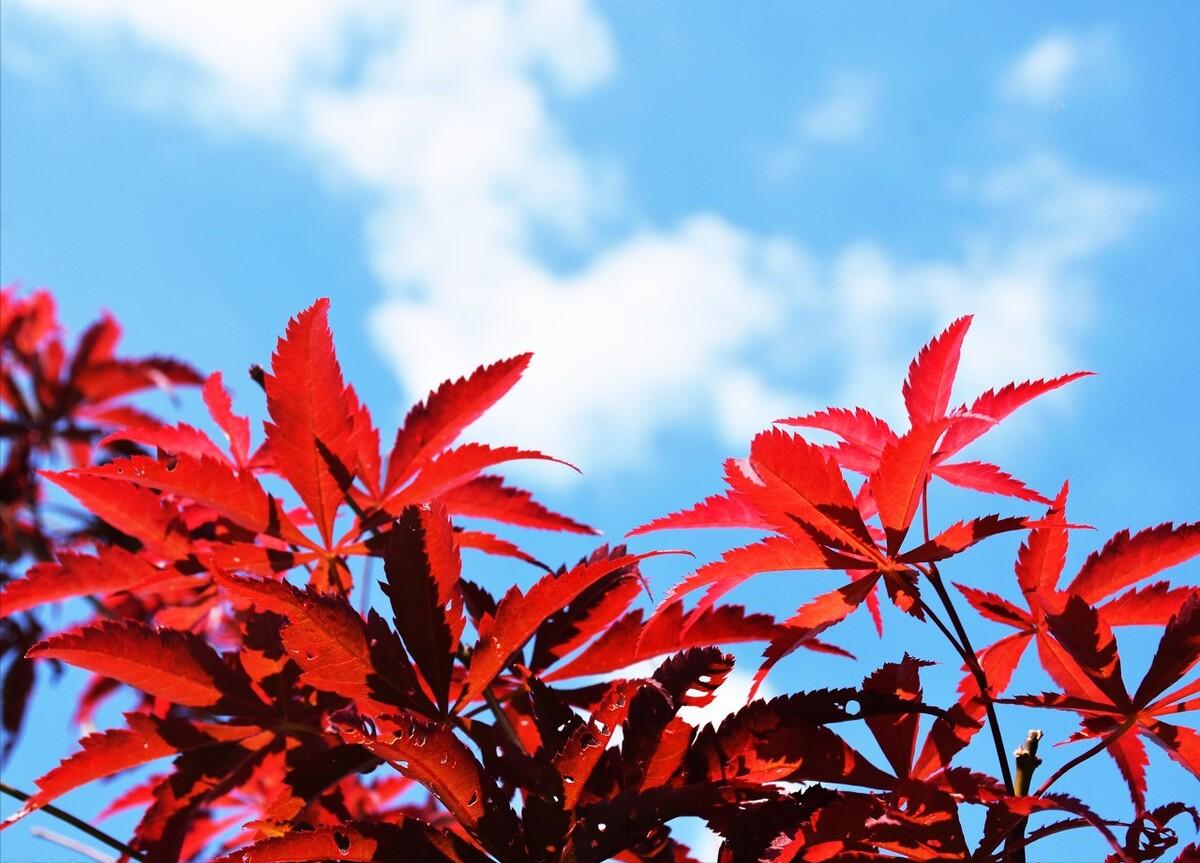 高山有意皆禅语,流水无情挂孤帆