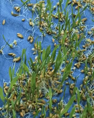 皮草变成草皮了,皮草过时了今年流行这12款