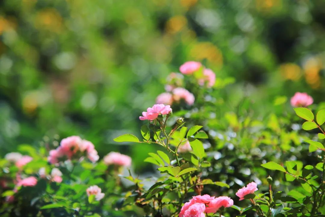 北京周边的向日葵花海,顺义向日葵花海