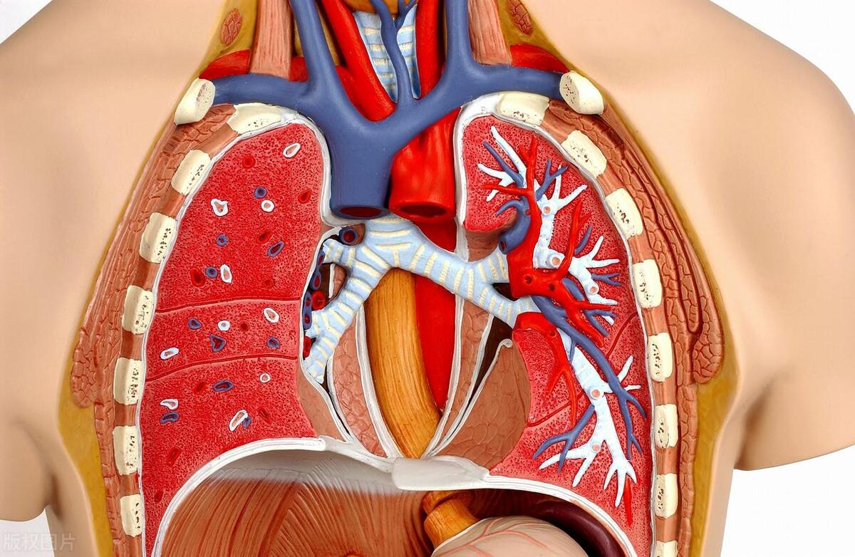 上肢骨折术后深静脉血栓原因,下肢骨折病人深静脉血栓预防方法