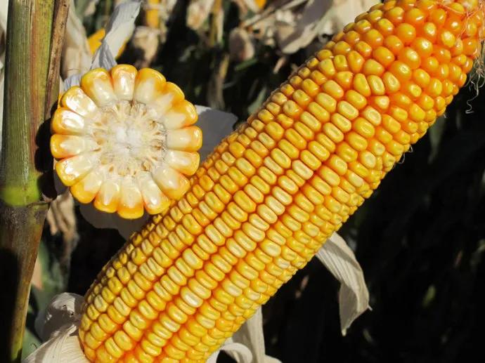 泰棒111玉米种多少钱一袋,泰棒111玉米品种审定公告