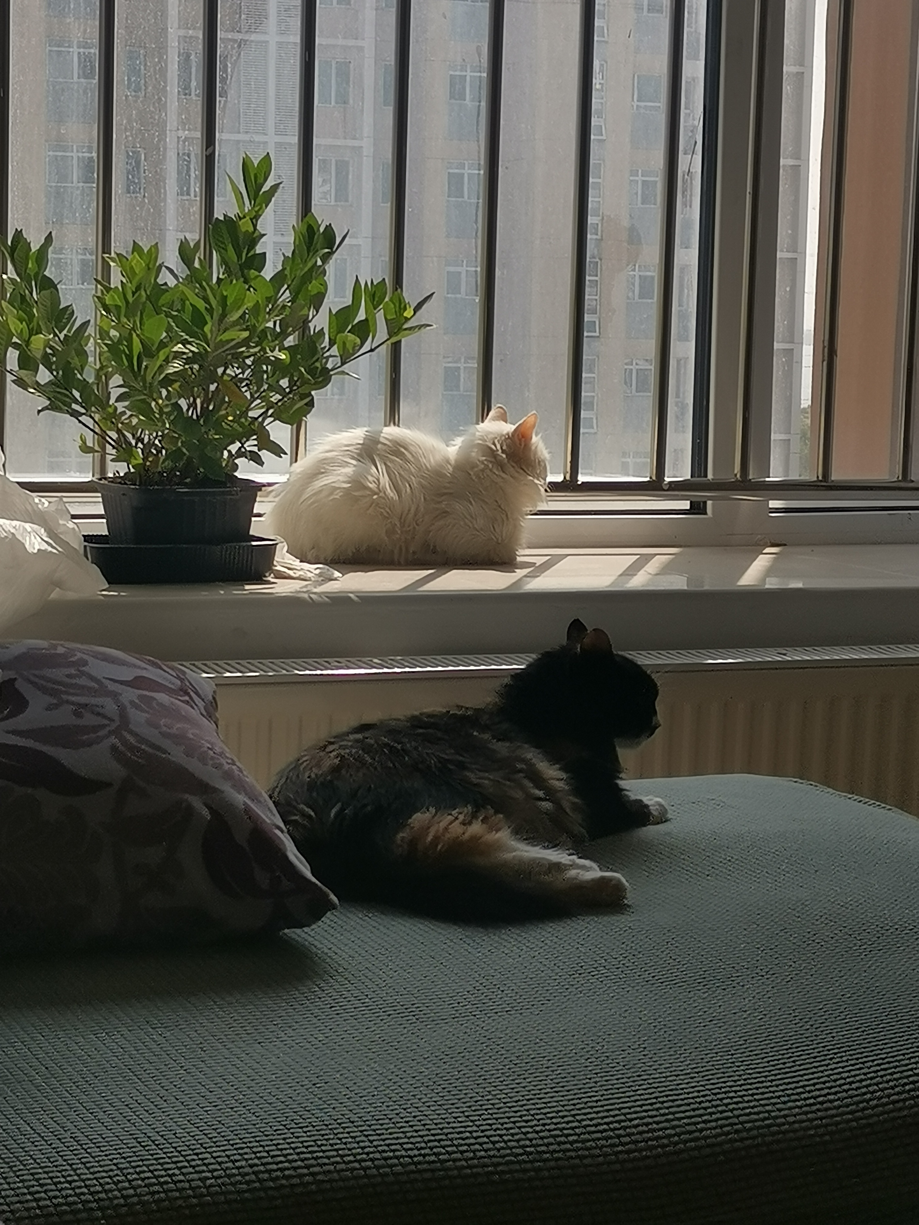 我的第二只猫咪图片,第二只猫来了第一只猫生气