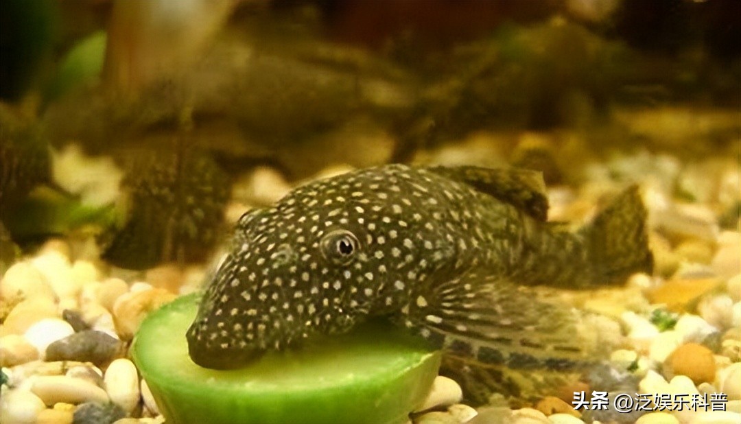 什么淡水鱼最干净吃着放心呢,最干净的淡水食用鱼